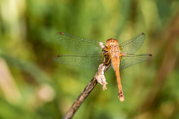 A dragonfly is sitting on a branch to enjoy sunny day