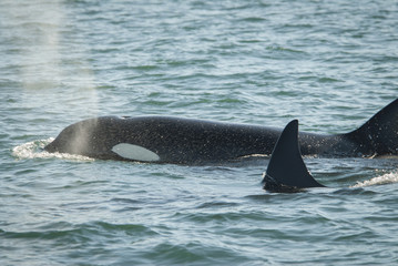 Fototapeta premium Orca Family, Alaska