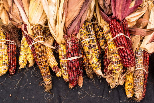 Corns are harvest in autumn