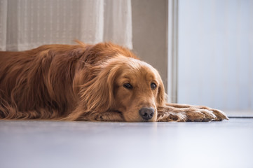 Golden Retriever to lie on the ground