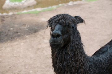 Sad alpaca's portrait © Alice Nerr