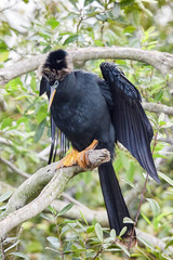 Anhinga Perched in a Tree