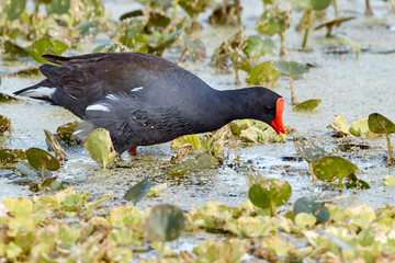 Common Gallinule in Swamp