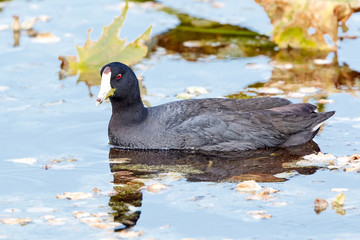 American Coot Eating Grass with Reflection