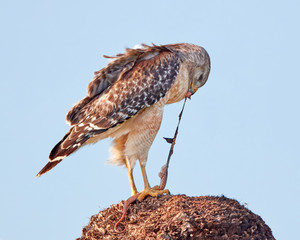 Red Shouldered Hawk Pulling a Piece from a Snake