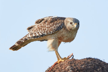 Red Shouldered Hawk Eating a Snake