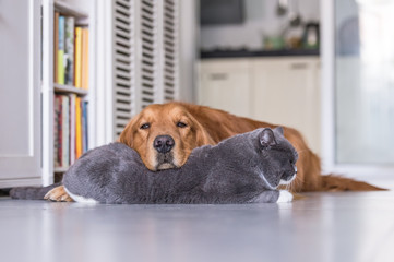 British cat and Golden Retriever