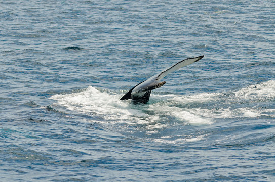 Swimming humpback whale