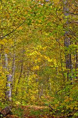 Colorful trees