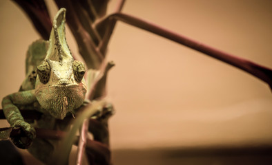 Lizard on Tree Branch 