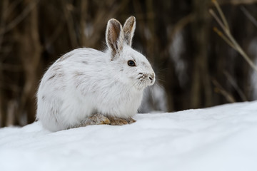 White Snowshoe Hare in Winter