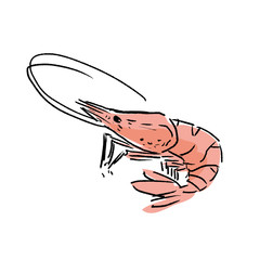えび　イラスト