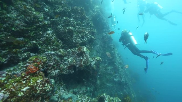 Scuba diving wall at Poor Knights Islands, New Zealand