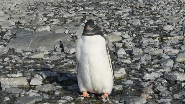 Little penguin on stone beach, Antarctica