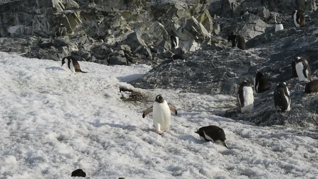 Penguin comes down on snow, Antarctica
