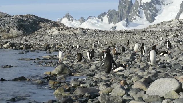 Penguins on stone beach in Antarctica, mountains with snow on background