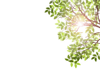 新緑　エコロジー　自然環境