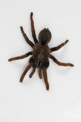 Tarantula, Haploclastus cervinus Kodaikanal, Tamil Nadu. An endemic tarantula to the Palni hills described in 1892.