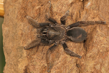 Tarantula, Haploclastus cervinus Kodaikanal, Tamil Nadu. An endemic tarantula to the Palni hills described in 1892.
