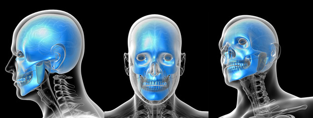 3D rendering medical illustration of the human skull © maya2008