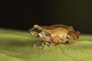 Small bush frog, Raorchestes dubois Kodaikanal, Tamil Nadu. Breeds during monsoons and froglets hatch from eggs.