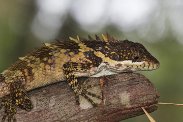 Anaimalai spiny lizard , Salea anamallayana Kodaikanal, Tamil Nadu. Endemic to the southern Western Ghats, India.