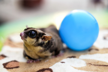 Sugar Glider on on fabric floor with blue ball. sugar-glider climb on the table. Sugar Glider...