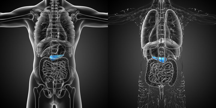 3d rendering medical illustration of the  pancrease