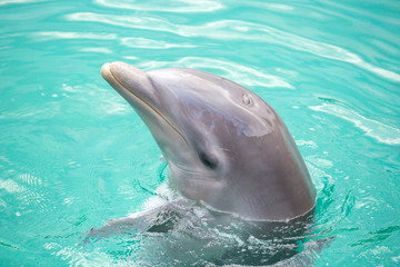 Fototapeta premium Dolphin in the pool in Mexico