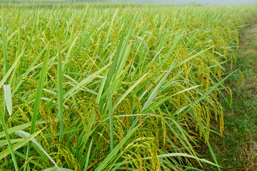 Rice crop growing on plantation. Agriculture background of fields and meadows