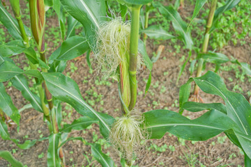 Closeup corn on the stalk in the corn field