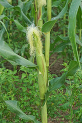 Young corn