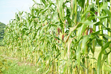 High corn crops on a row