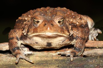 Female American Toad (Bufo americanus)