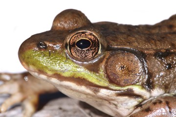 Green Frog (Rana clamitans)