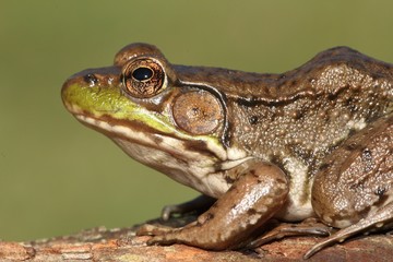 Green Frog (Rana clamitans)