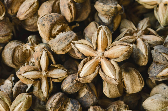 sacha inchi seed herbs use medicinaly omega three