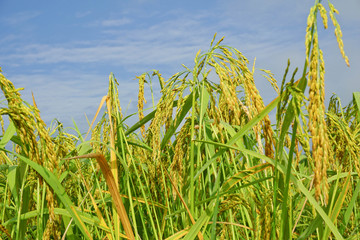 Naklejka premium Rice fields prepare the harvest with the beautiful backdrop of the sky.