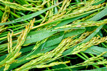 Rice and water droplets on leaves beautiful.