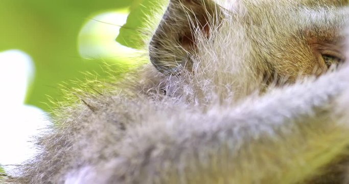 Close up eyes and face of asian macaque monkey in wildlife of tropical jungle forest