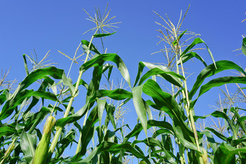 Corn field