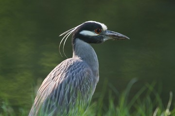 Yellow-crowned Night-Heron (Nyctanassa violacea)