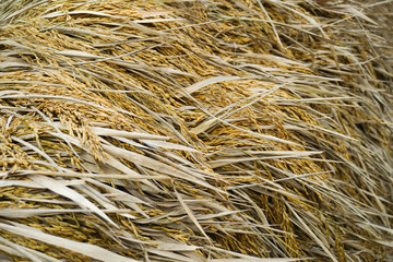 paddy background