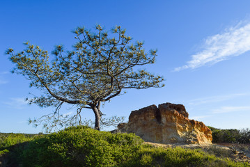 Torrey Pine Silhouette