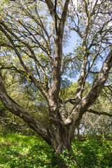 Fototapeta premium Tree-11