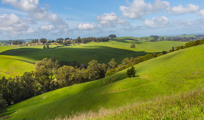 Fototapeta premium Petaluma Hills