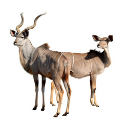 Greater kudu isolated on a white background.