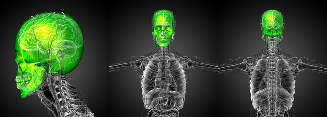 3d rendering medical illustration of the human skull © maya2008