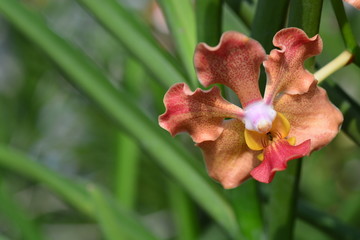 Udon Sunshine Orchid