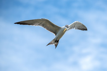 Seagulls in Gulf of Thailand
